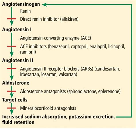Effects Of Angiotensin Ii Receptor Blockers And Ace Role Of