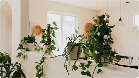 How To Prune a Heartleaf Philodendron (The RIGHT Way) - Cafe Planta