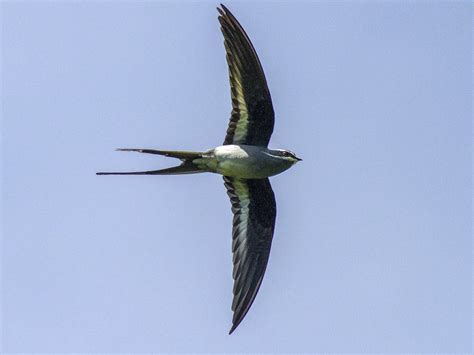 Moustached Treeswift - eBird