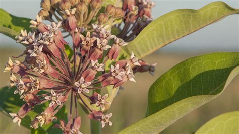 Cattle, Milkweed, and the Implications for Monarchs