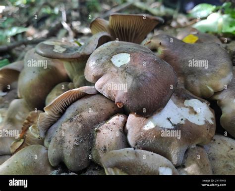 Fried Chicken Mushroom (Lyophyllum decastes) Fungi Stock Photo - Alamy