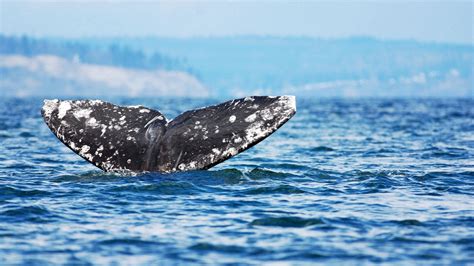 Download wallpaper 1600x900 whale, jump, sea, ocean, sky widescreen 16: ...