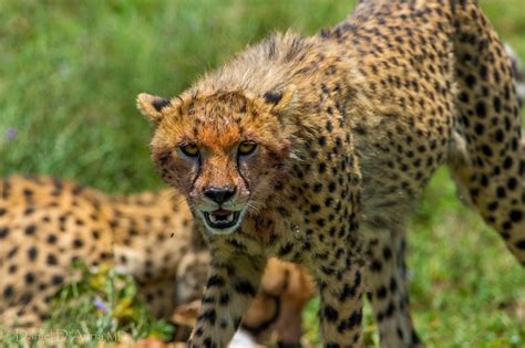 Big cats, Cheetahs, Glance, Grass, HD Wallpaper | Rare Gallery