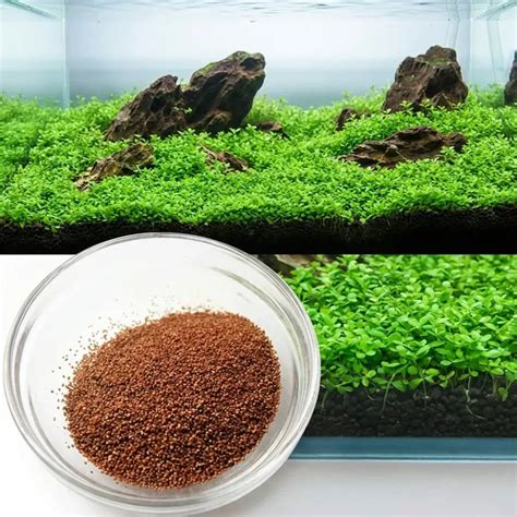 Aquatic Double Leaf Aquarium Plant Seeds – Easy to Grow, Oxygenating ...