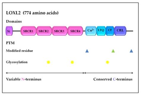 Multiple Roles of LOXL2 in the Progression of Hepatocellular Carcinoma ...