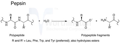 Pepsin - Worthington Enzyme Manual