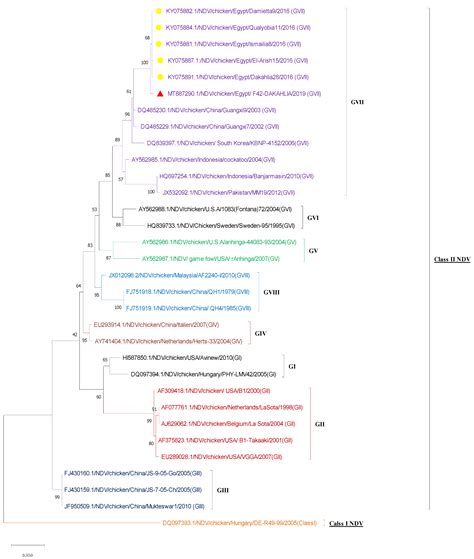 Pathogenesis of Velogenic Genotype VII.1.1 Newcastle Disease Virus ...