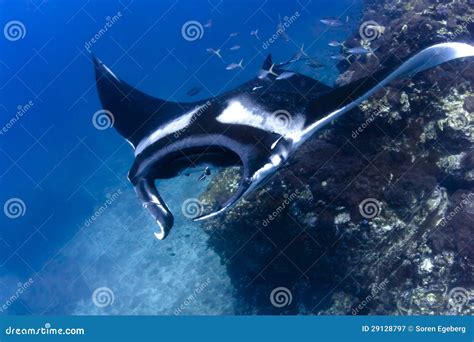 Swimming Manta Ray Underwater in the Ocean Stock Image - Image of fauna ...