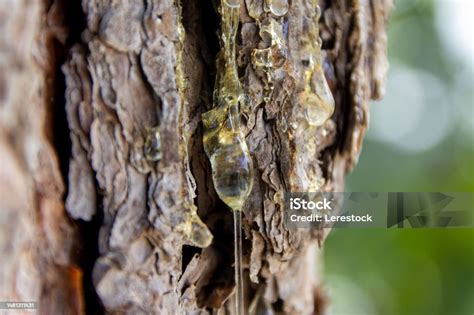 Image result for How to Get Sap Off Tree Trunk of Mastic Tree