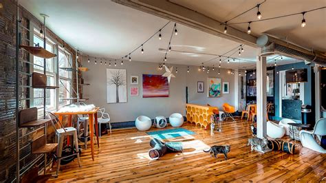 Mac Tabby Cat Cafe - Charlotte - reviews,open hours,photo spots, things ...