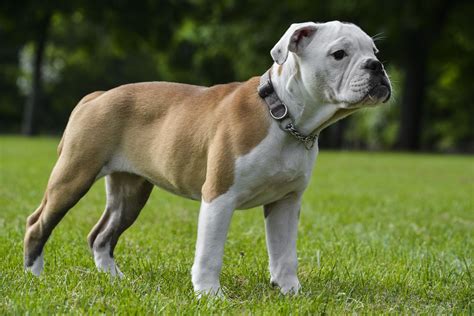 The Cool Unique Big Bulldog Names(Puppies, Taller Dog)