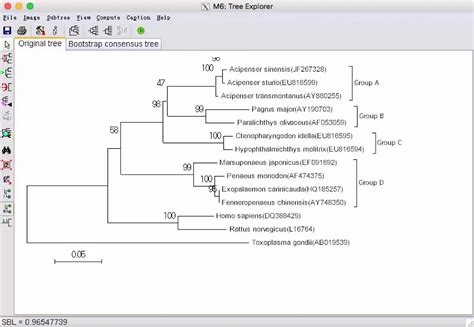 图解教你怎么用MEGA建进化树 纽普生物