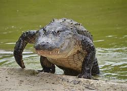 alligators 的图像结果