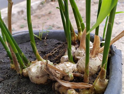 How to Grow Ginger in a Pot - Backyard Boss