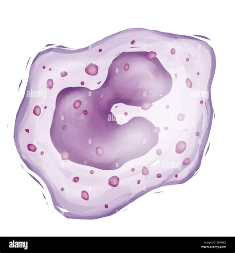 White blood cell drawing hi-res stock photography and images - Alamy