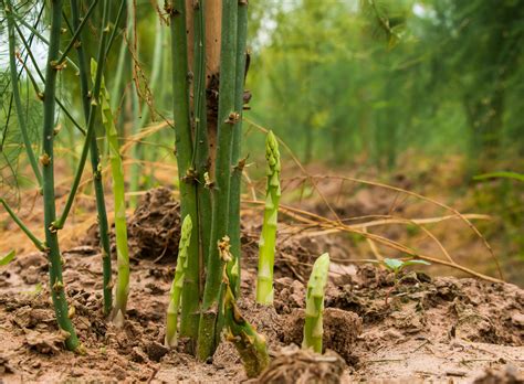 How to Harvest and Grow Asparagus [Complete Growing Guide] - Outdoor Happens Homestead