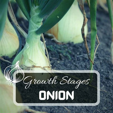 Onion Growing Stages From Seed at Ada Tawney blog