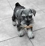 Image result for 10 Cutest Dogs
