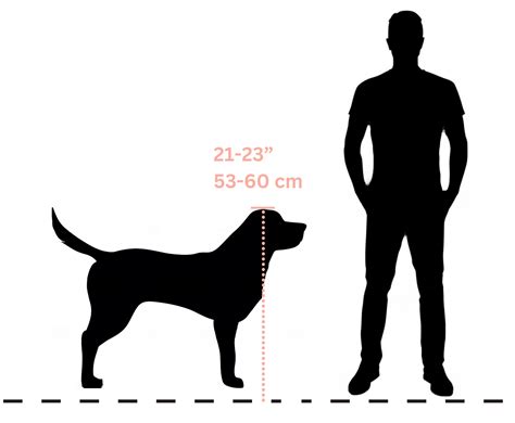 Understanding The Average Size Of A Labrador Retriever