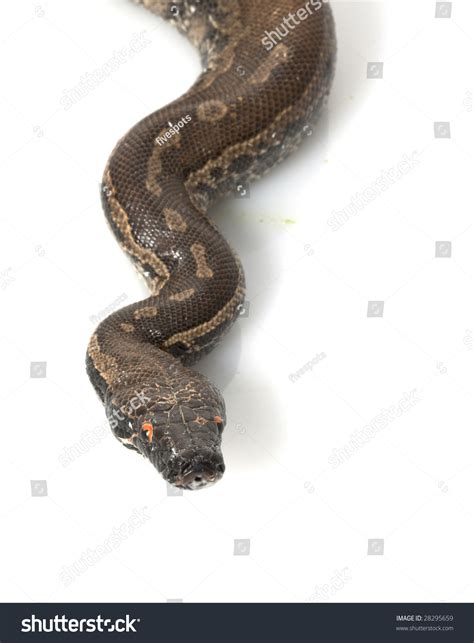 Black Blood Python 的图像结果