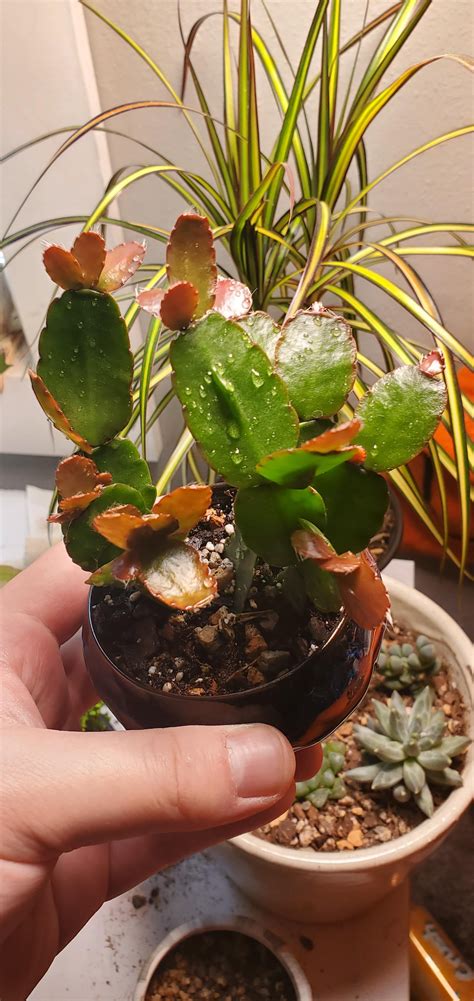 Image result for Exploding Cactus Prank