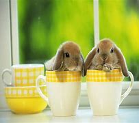 Image result for Good Morning Funny Bunny Ghif