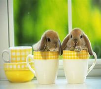 Image result for Bunny Drinking Coffee