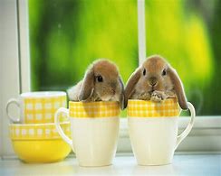 Image result for Drawing of Rabbit Drinking Tea