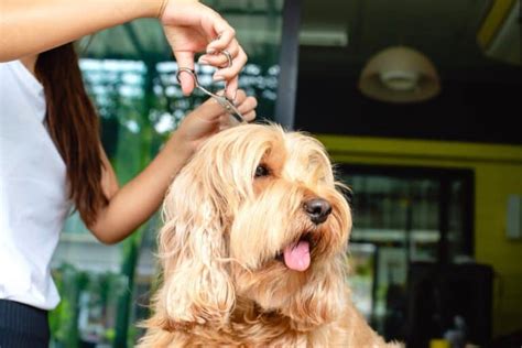 Image result for Haircuts for Cockapoo Dogs