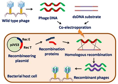 Engineered Bacteriophages: A Panacea Against Pathogenic and Drug ...