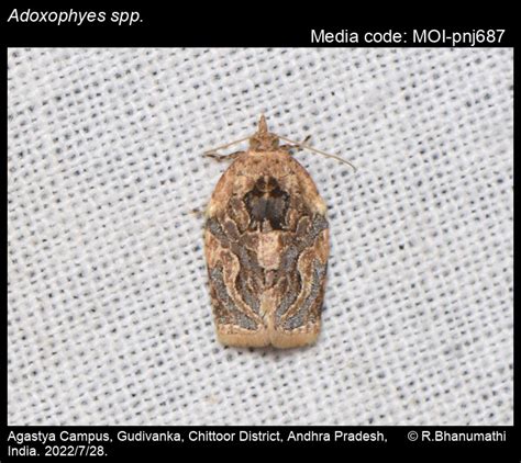 Adoxophyes spp. Meyrick, 1881 - | Moths