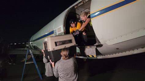 ABC7 News: Dogs, Cats Rescued from Overwhelmed Maui Shelters up for ...