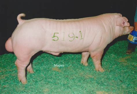 Chester White Pigs — Schmidt Swine