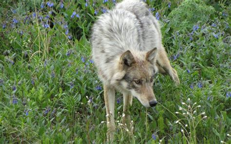 Image result for Wolves of Yellowstone Changing Ecosystem