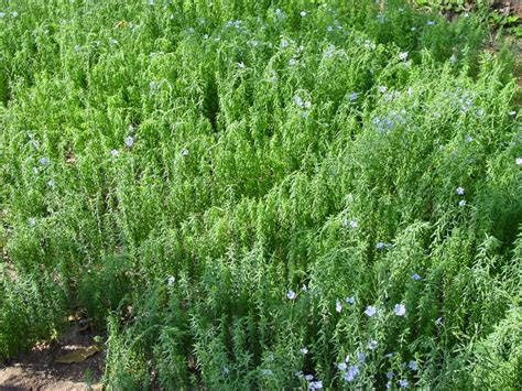 Image result for Linseed Field