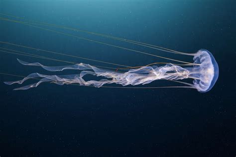 Sea Nettle Facts (Chrysaora sp.)