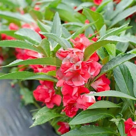 Balsam Tom Thumb Mixed Seeds – Compact Blooms for Summer & Rainy Season ...