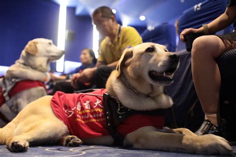 阿里影业携《一条狗的使命2》温情助力上海“无障碍电影”公益活动-公益时报网