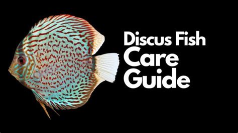 Image result for Discus Fish Water Conditions
