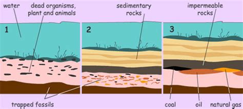 Formation of Coal and Other Fossil Fuels - Detailed Explanation
