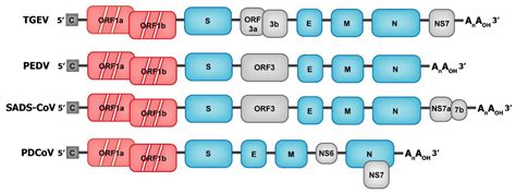 Swine Enteric Coronavirus: Diverse Pathogen–Host Interactions