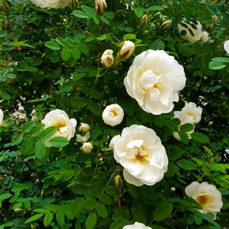 Creeping, Climbing Rose "Pack of 3" (Red, Pink or White) - Plant ...