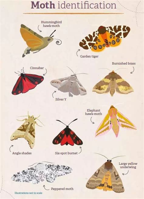 Image result for Moth Identifier