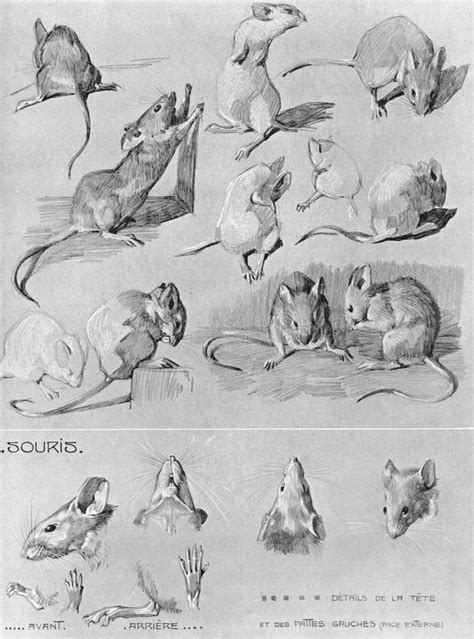 Image result for Mouse Model Reference