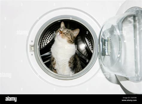 Image result for Cat in Washing Machine Prank