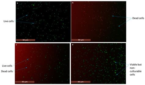 Point-of-Care Lateral Flow Detection of Viable Escherichia coli O157:H7 ...