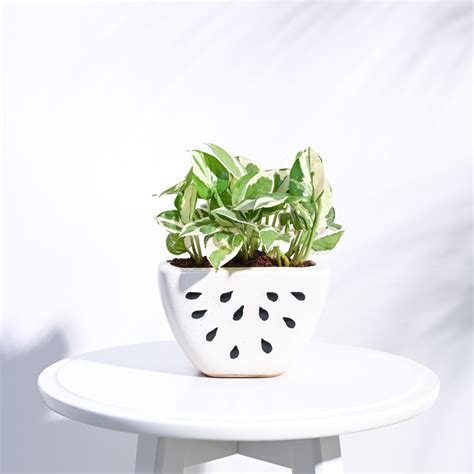Watermelon Ceramic Planter (5.5 Inch Width) – Ugaoo