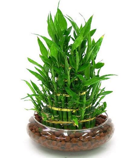 盆栽转运竹的养殖方法及注意事项-养护管理-盆景艺术网