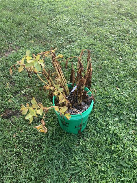 Image result for Compost Autopsy