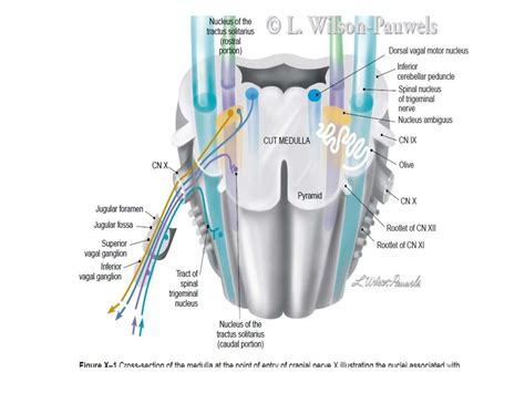 Cranial Nerves IX X XI XII_Dr Muntasir Hasnain_17_10_19 (1).pptx